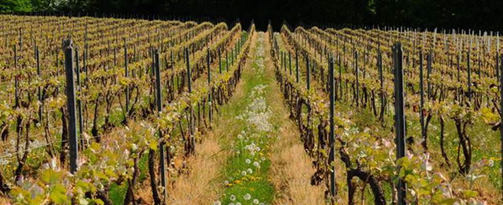 Champagne Paul Evêque - un champagne de grande qualité depuis 1921